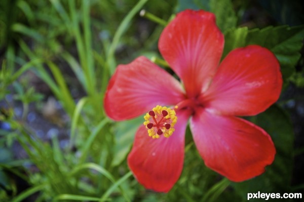 Red Hibiscus